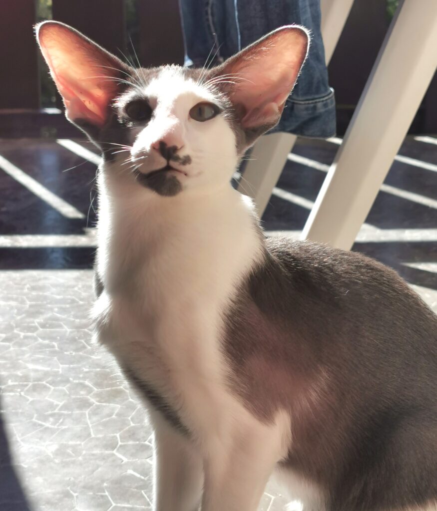 Orientaux vs Siamois 2 IMG 20240918 123230 edit 189598710291381 - Orientaux vs Siamois