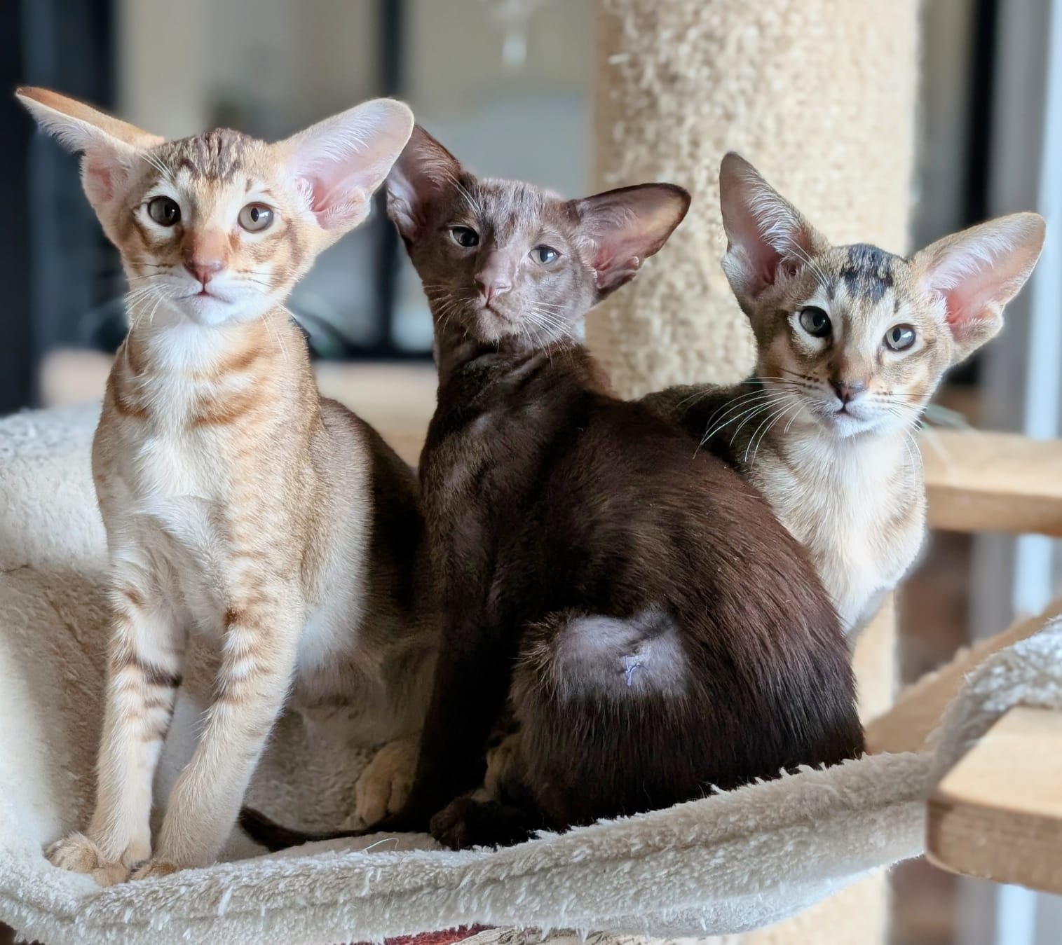 Facture électronique obligatoire : ce que doivent savoir les éleveurs félins et canins 3 Facture électronique obligatoire : ce que doivent savoir les éleveurs félins et canins