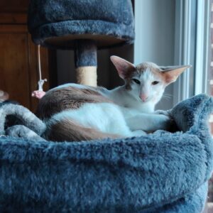 chat oriental shorthair panier