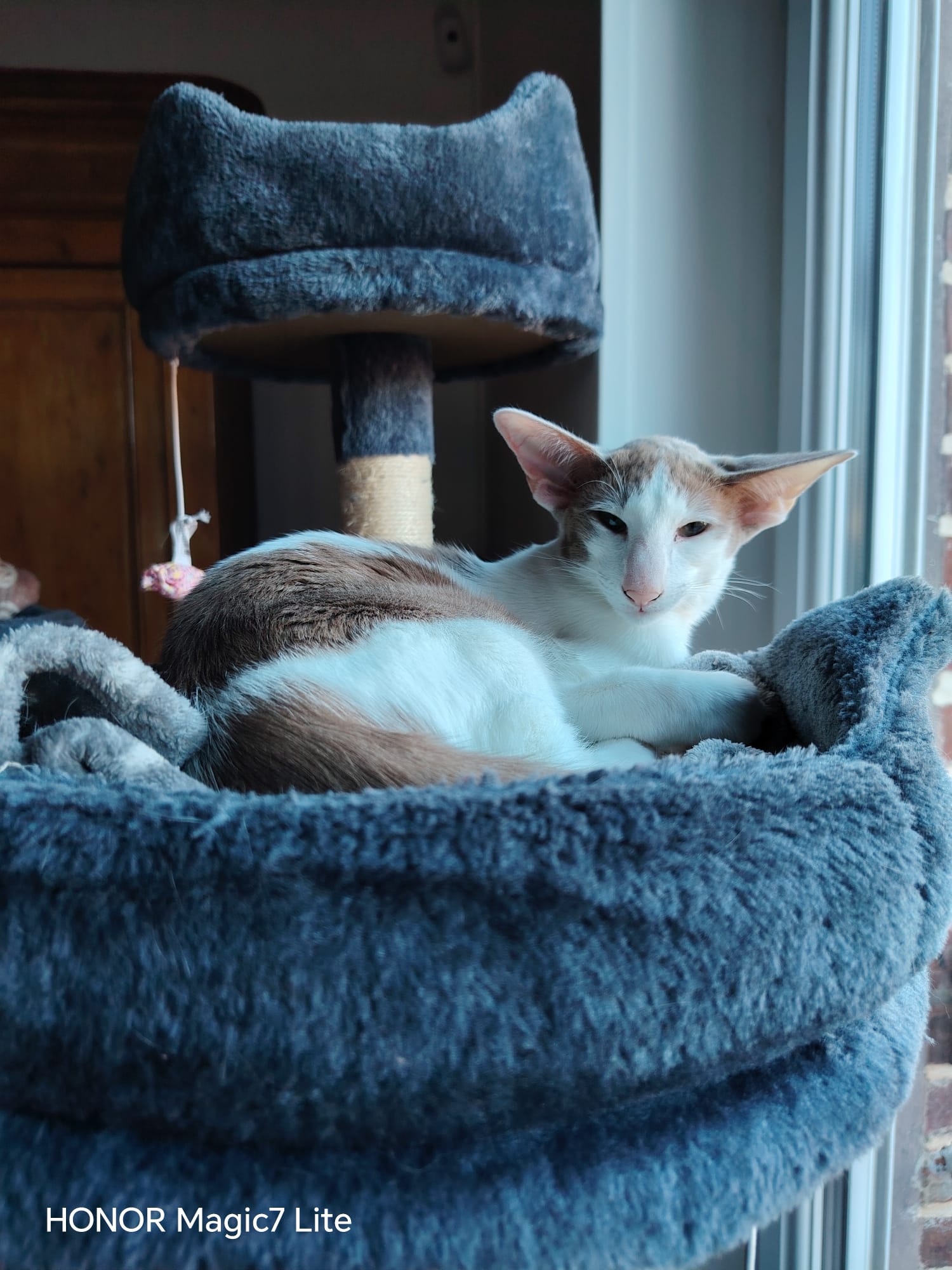 chat oriental shorthair panier