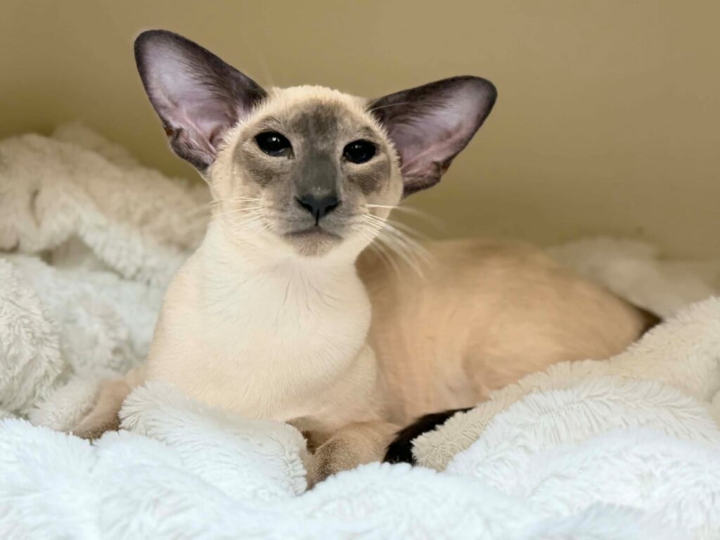 chat siamois