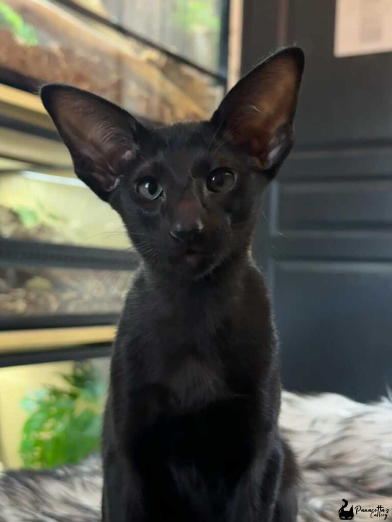 chaton noir yeux verts