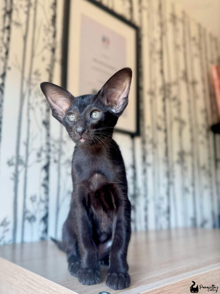 chaton noir