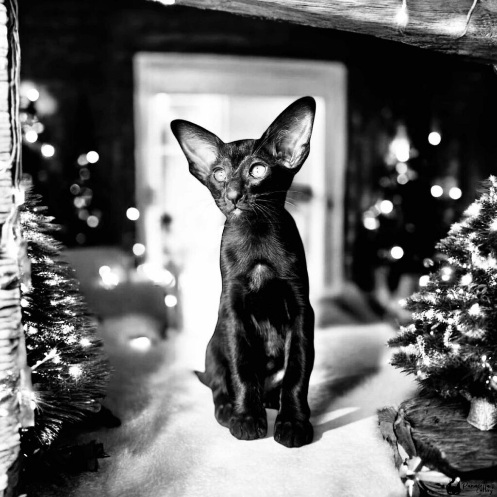 chat noir