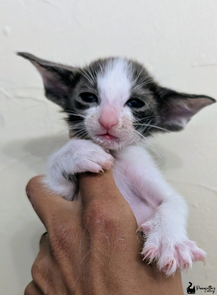 Arwen