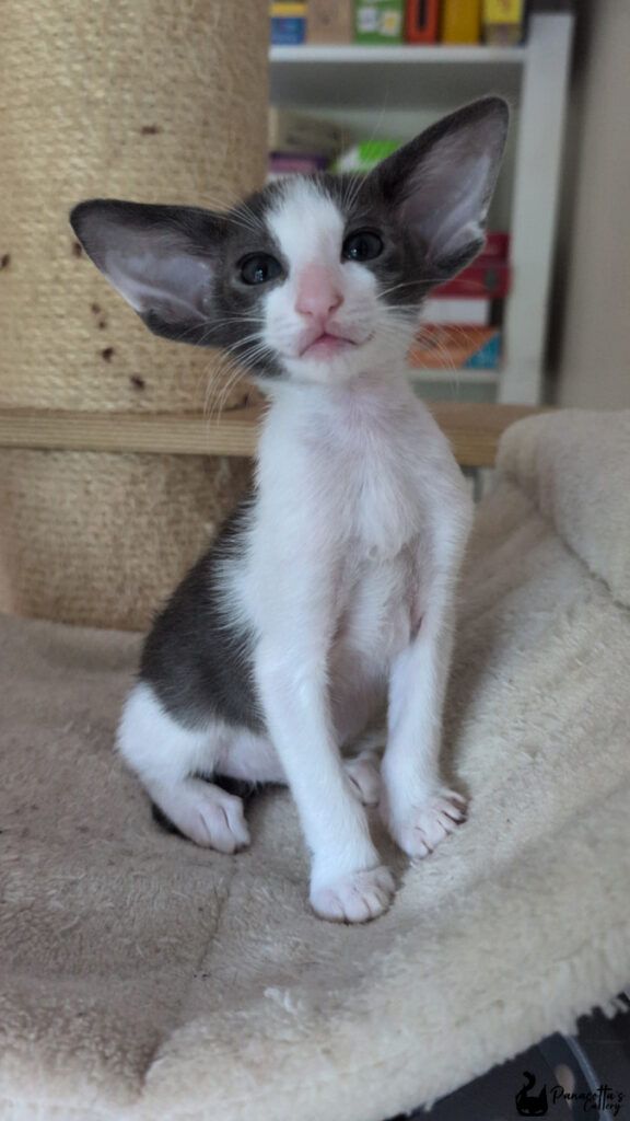 Arwen