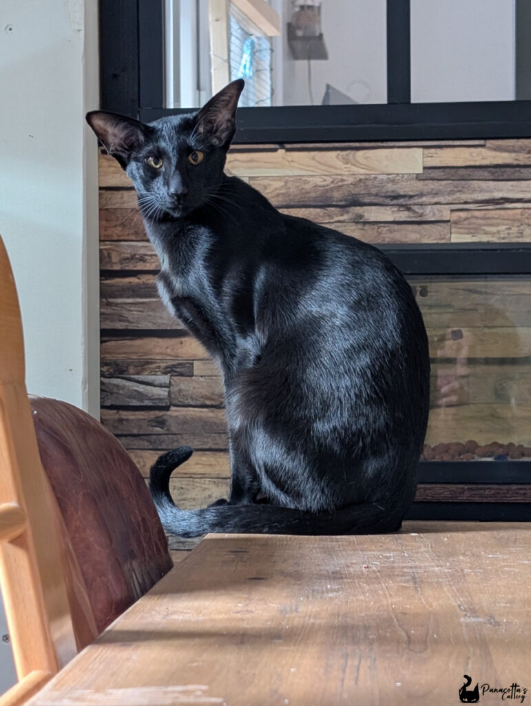 chat oriental shorthair noir