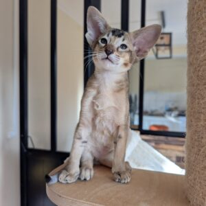 chaton oriental shorthair arbre à chat