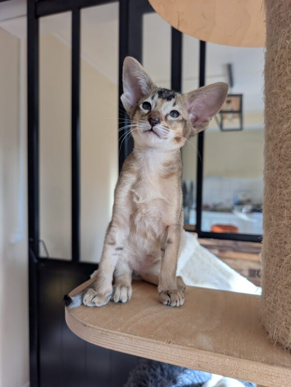 chaton oriental shorthair arbre à chat