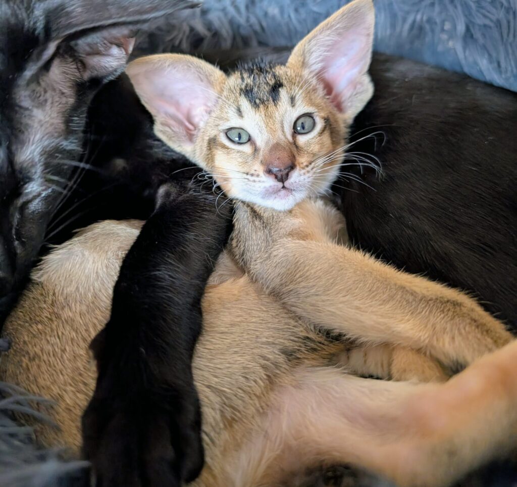 Oriental shorthair