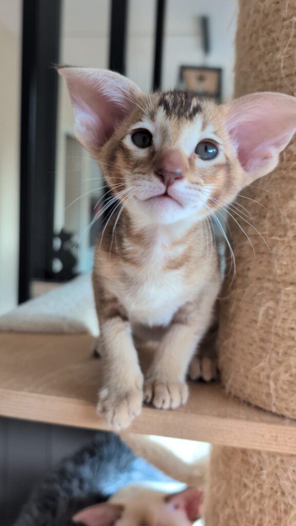chaton oriental shorthair tabby