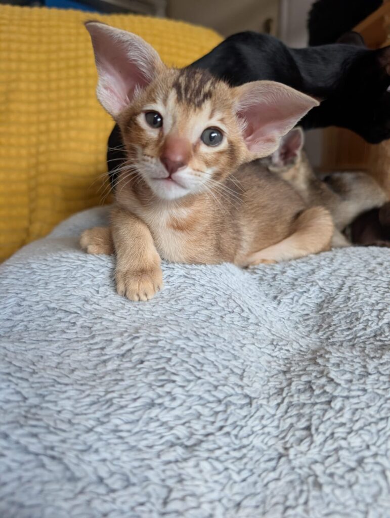 chaton oriental shorthair couché
