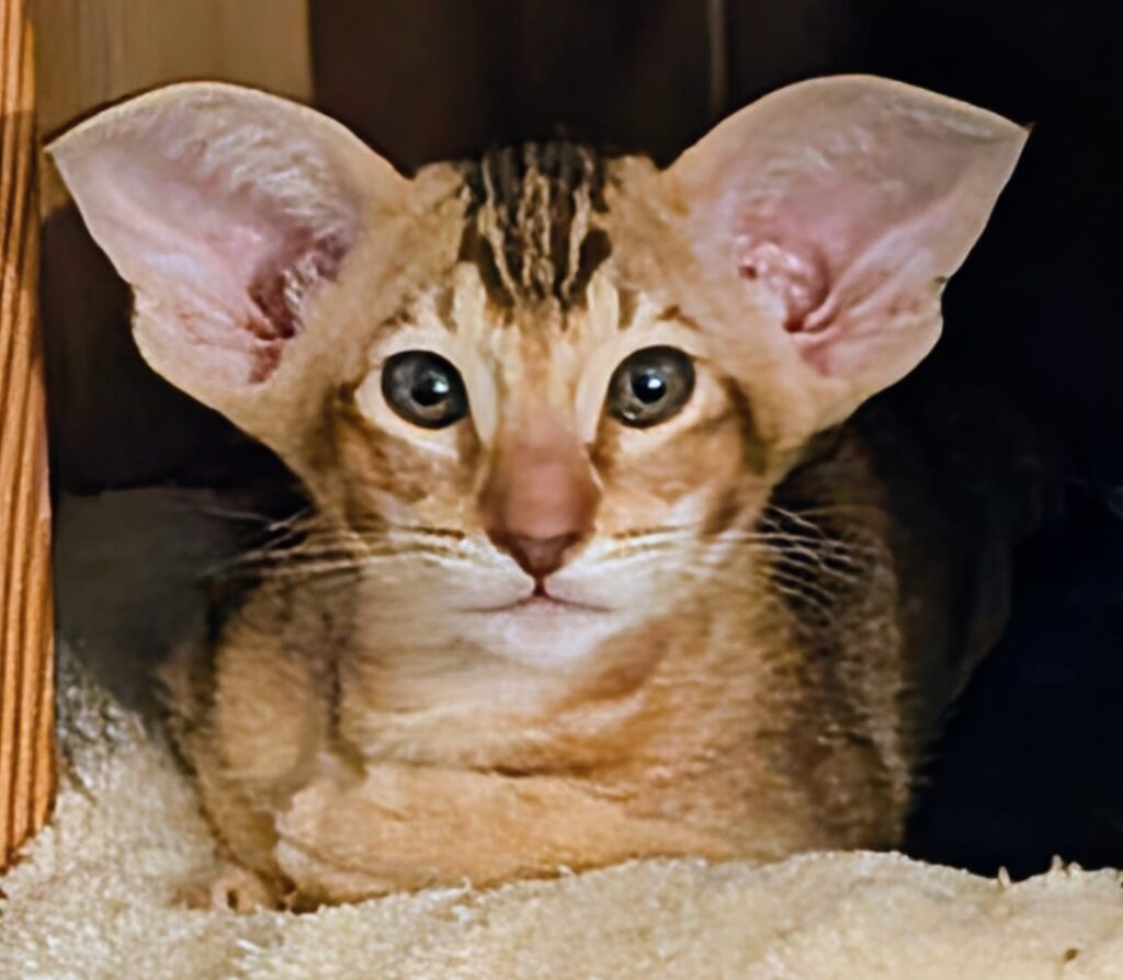 chaton oriental shorthair tabby parti en suisse