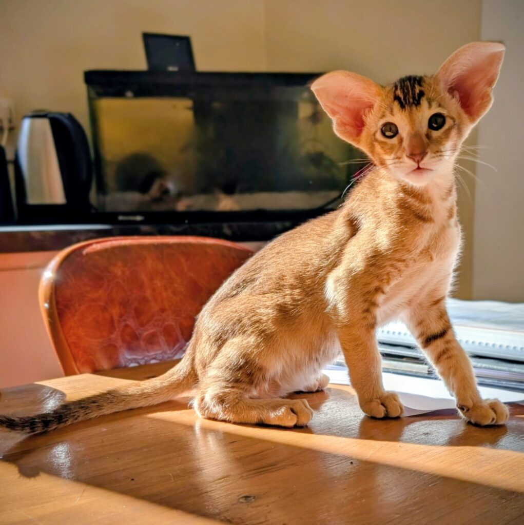 chaton oriental shorthair