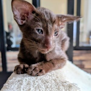 chaton oriental shorthair chocolat
