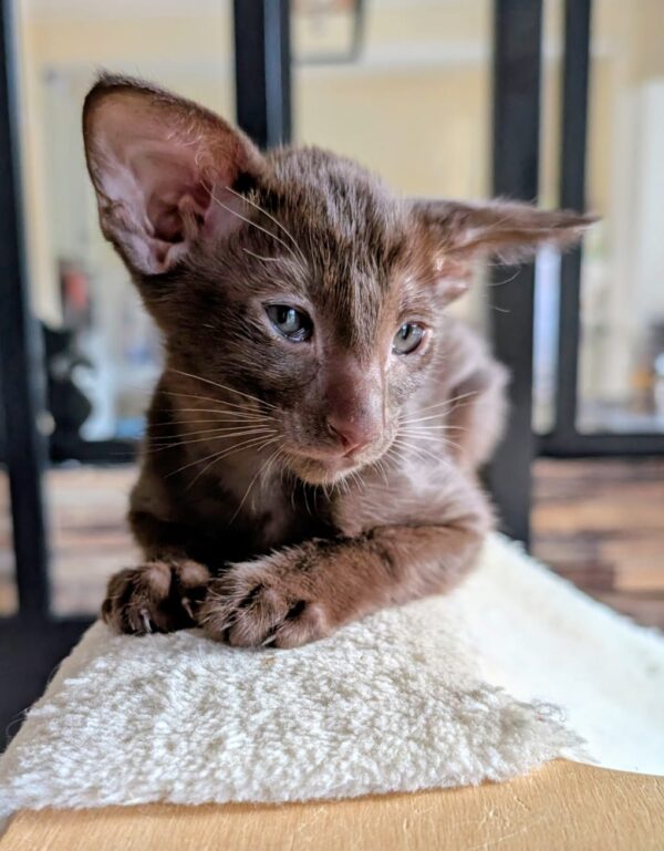 chaton oriental shorthair chocolat