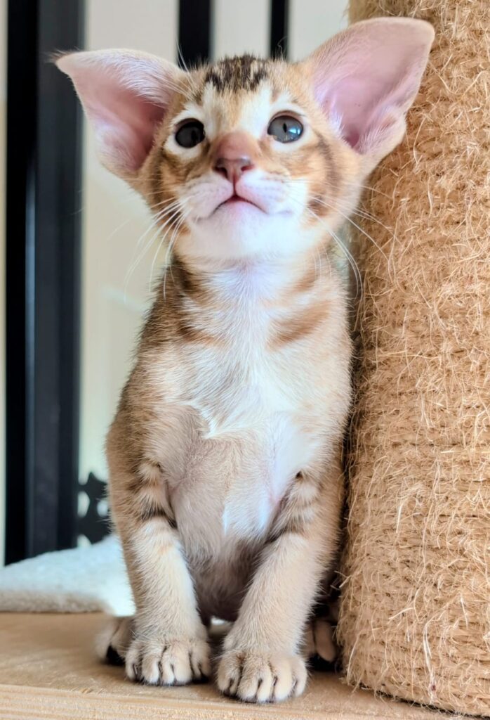 chaton oriental shorthair