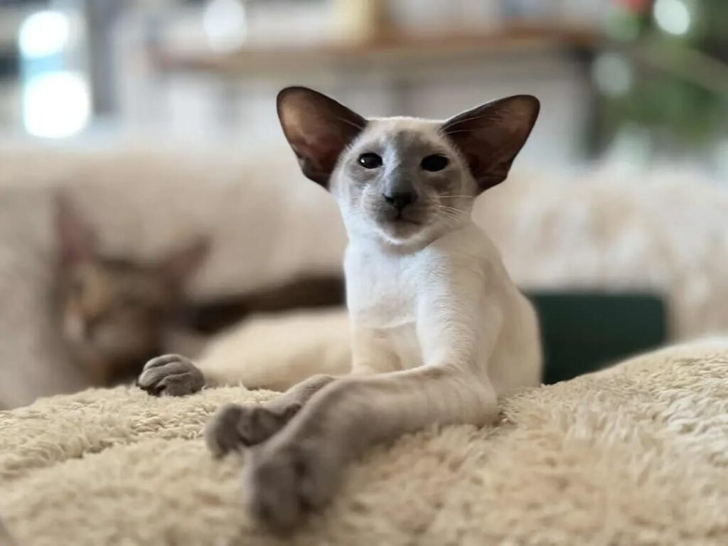 chat siamois