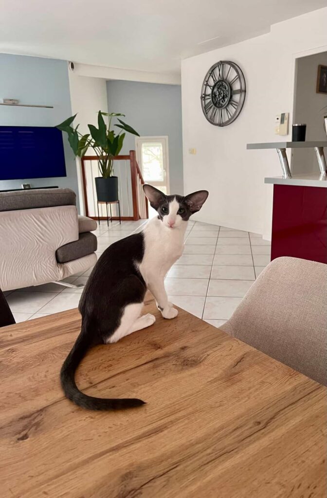 chat oriental shorthair bicolore sur une table