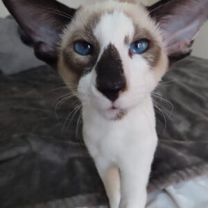 chaton siamois bicolore