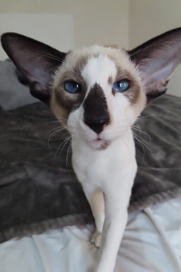 chaton siamois bicolore