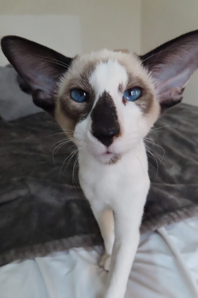 chaton siamois bicolore