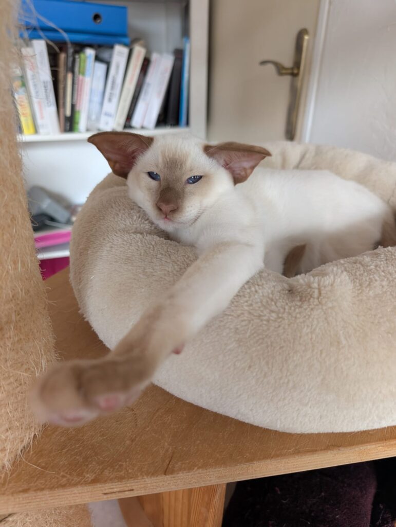 chaton siamois cinnamon point