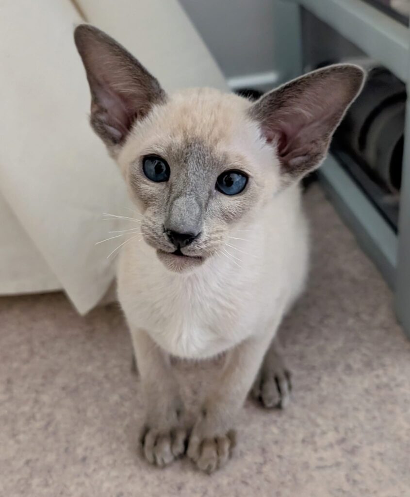 chaton siamois blue point