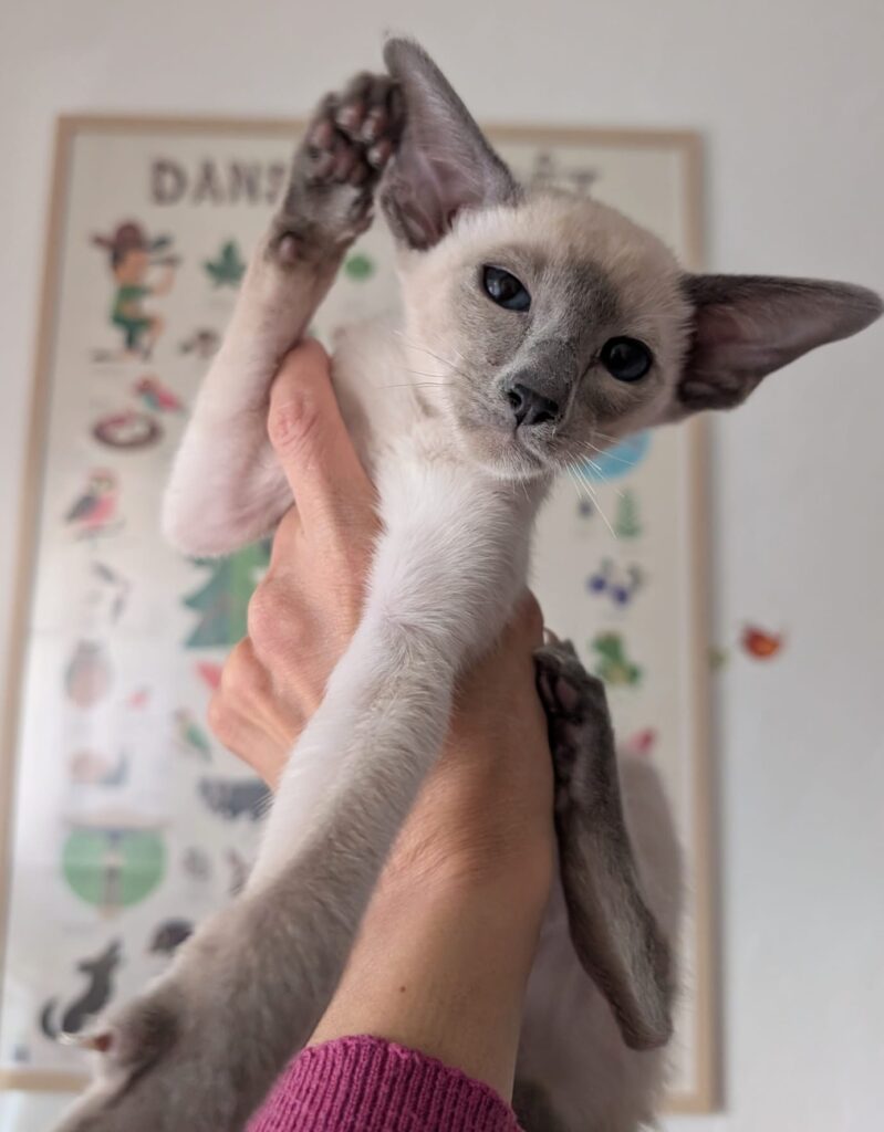 chaton siamois blue point