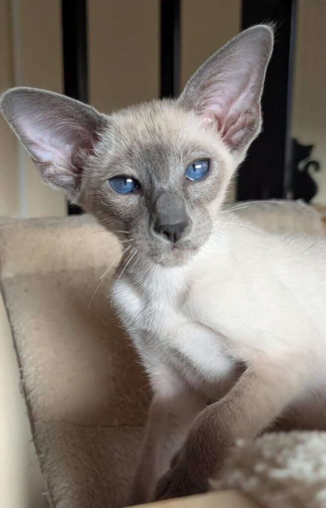 chat oriental shorthair yeux bleus