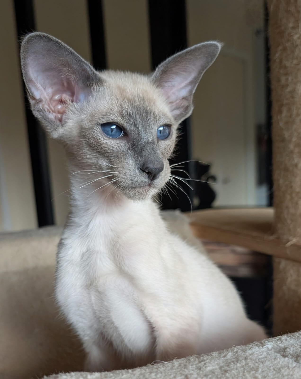 Anatole 4 chat siamois blue point