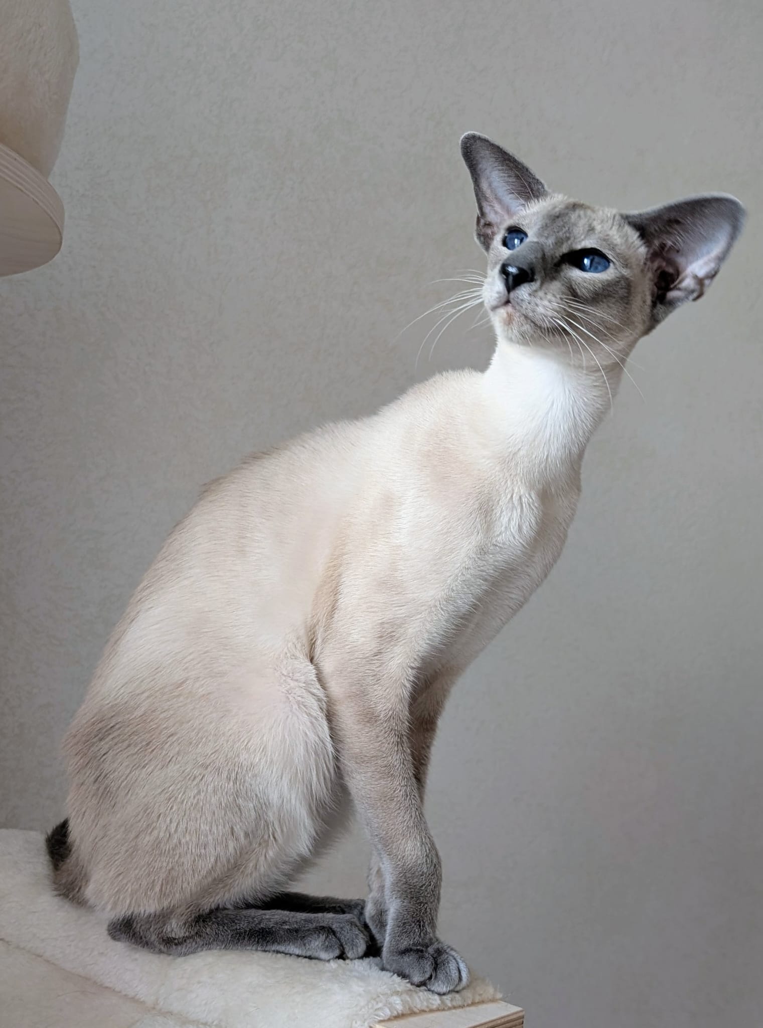 totole - Anatole