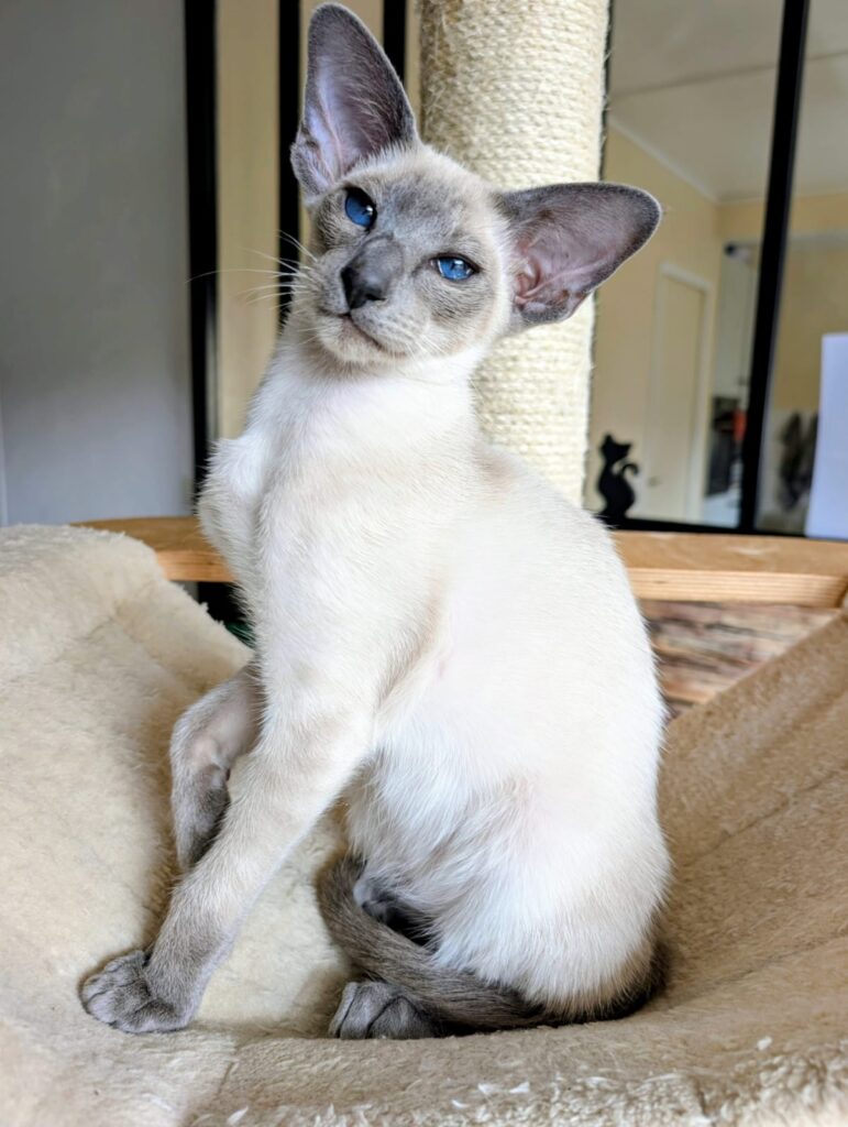 Anatole