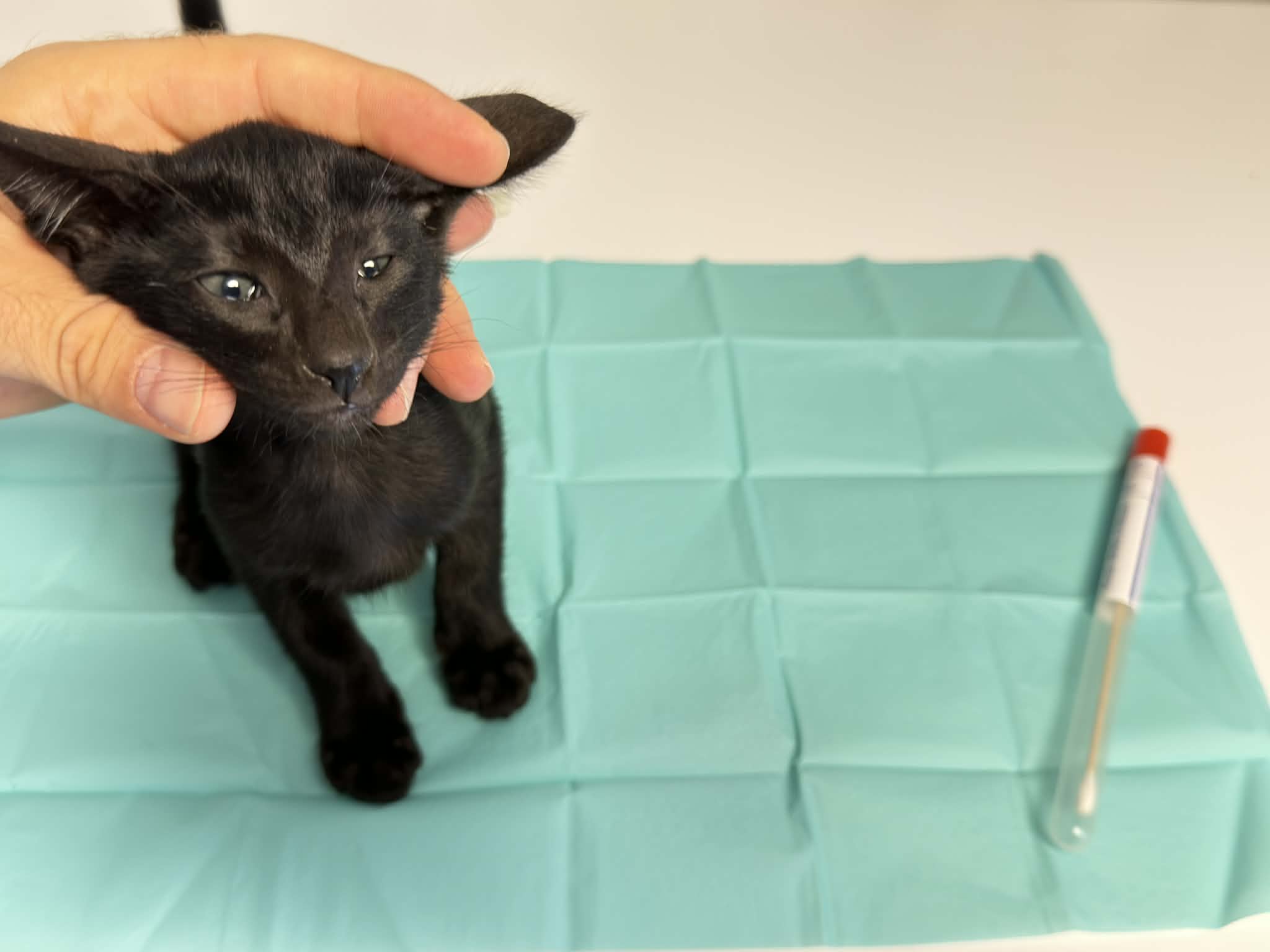 Tests de santé en élevage : notre protocole sanitaire pour siamois et orientaux