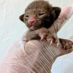Adopter un chat de race près de la Suisse : la Chatterie Panacotta, à 1 h de Genève 3 Baba O' Rhum
