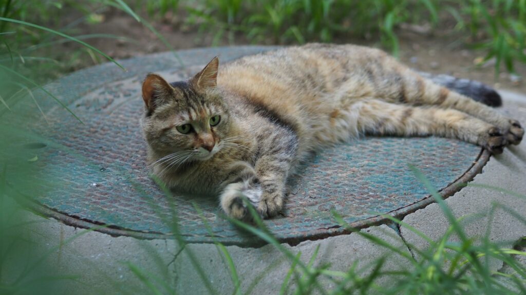 chat allongé sur tapis rafraîchissant pendant la canicule