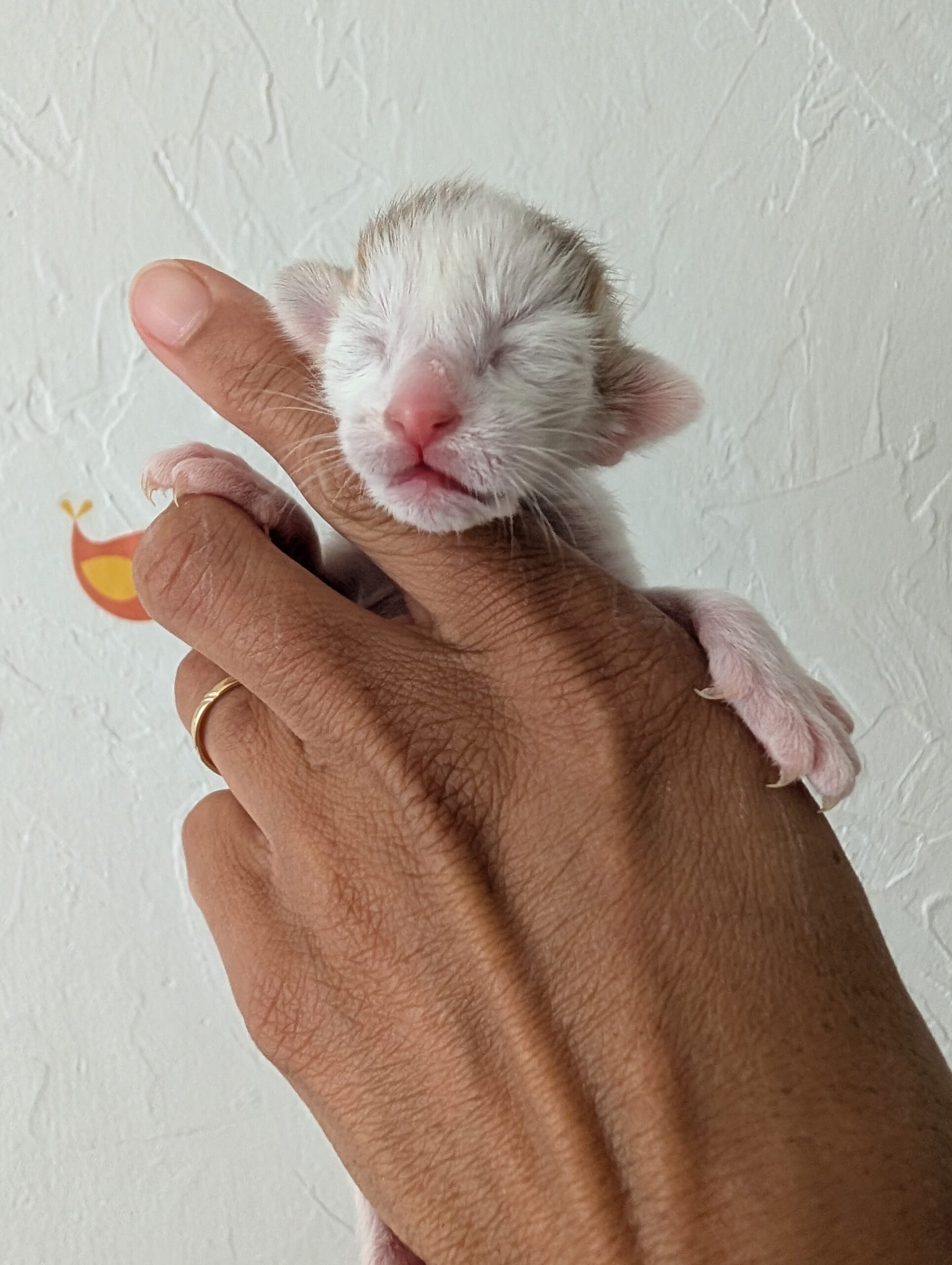 choco scaled - Chaton 3