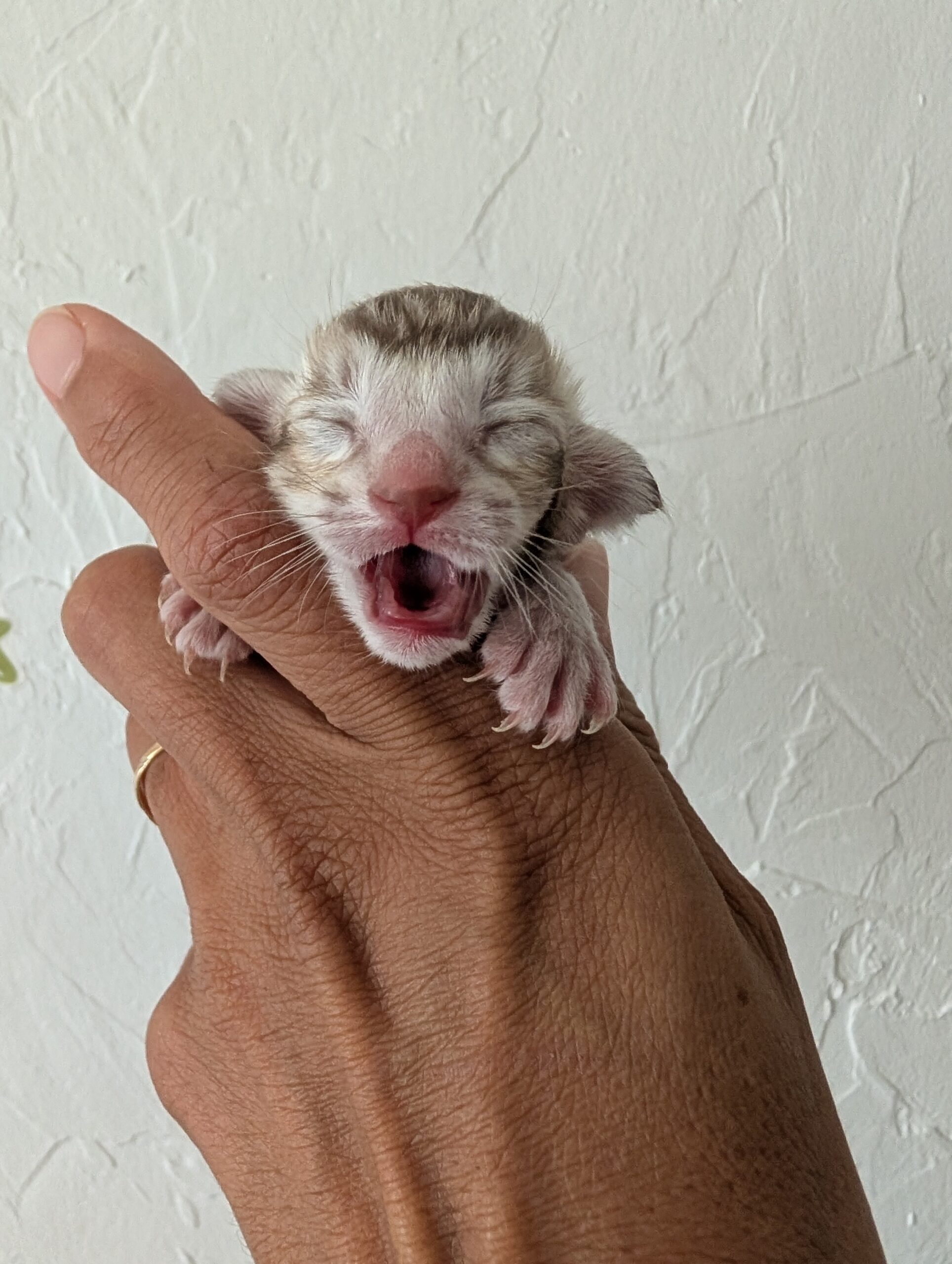 choco tck scaled - Chaton 2