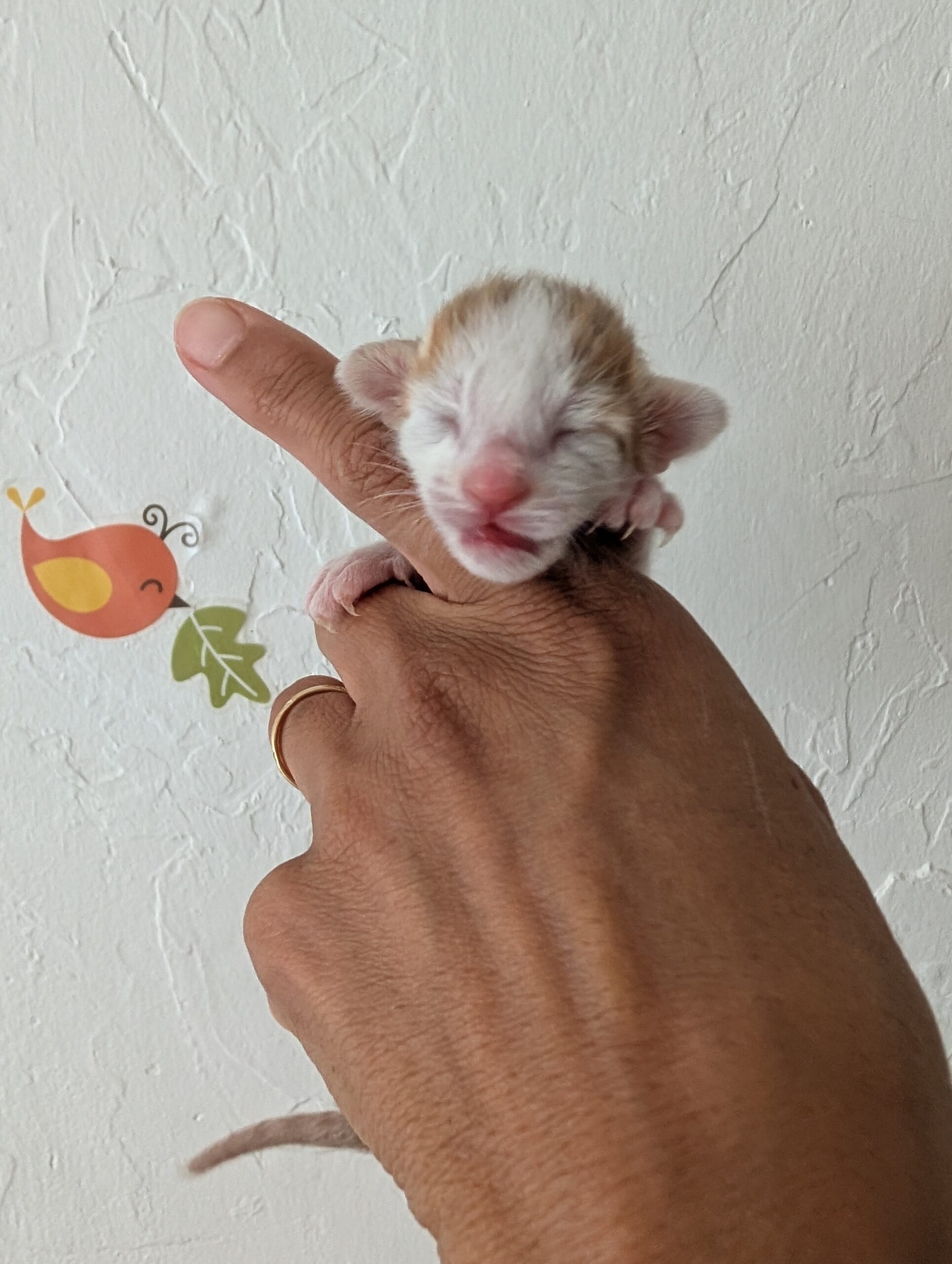 cina scaled - Chaton 4