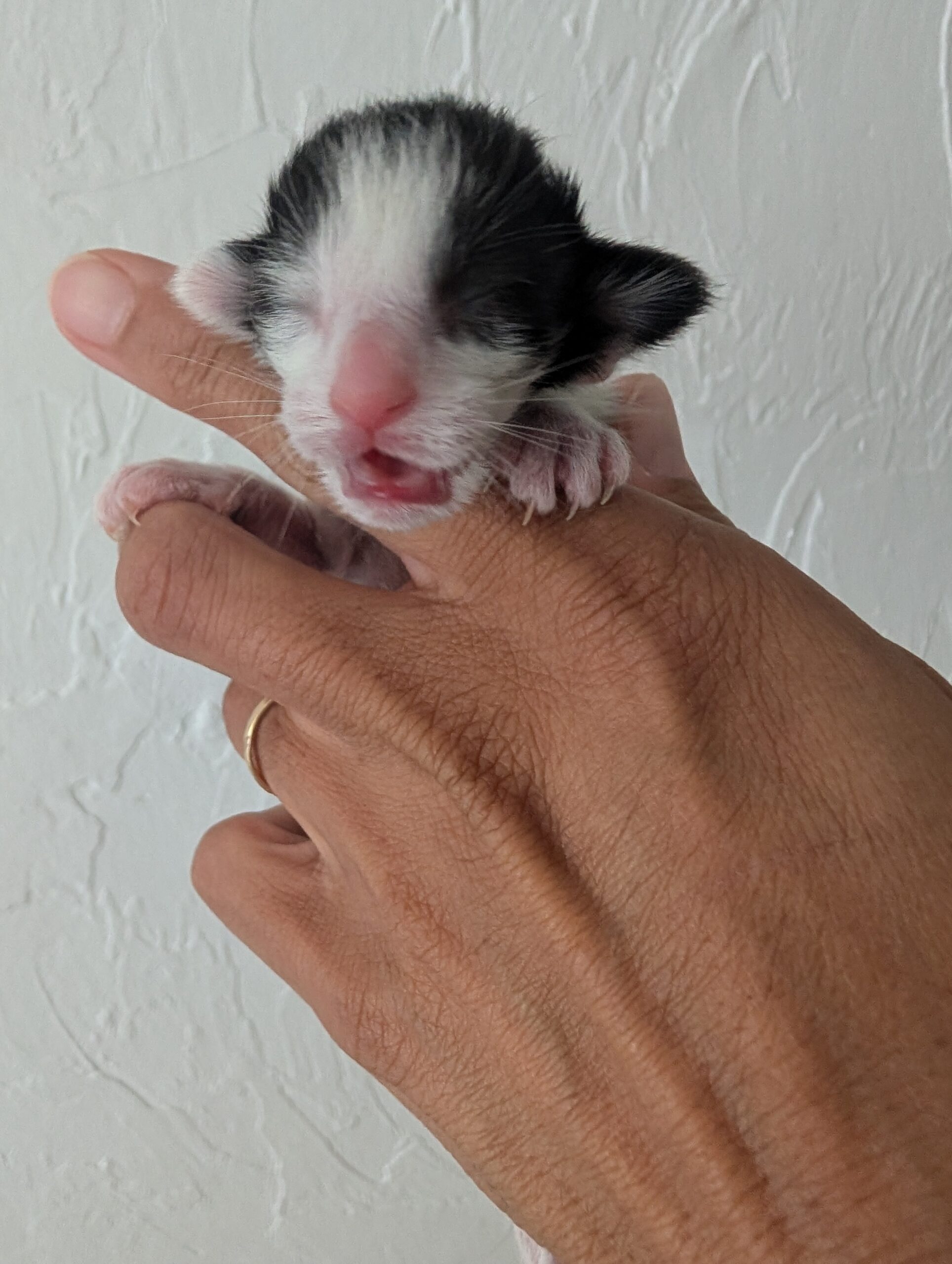 noir scaled - Chaton 1