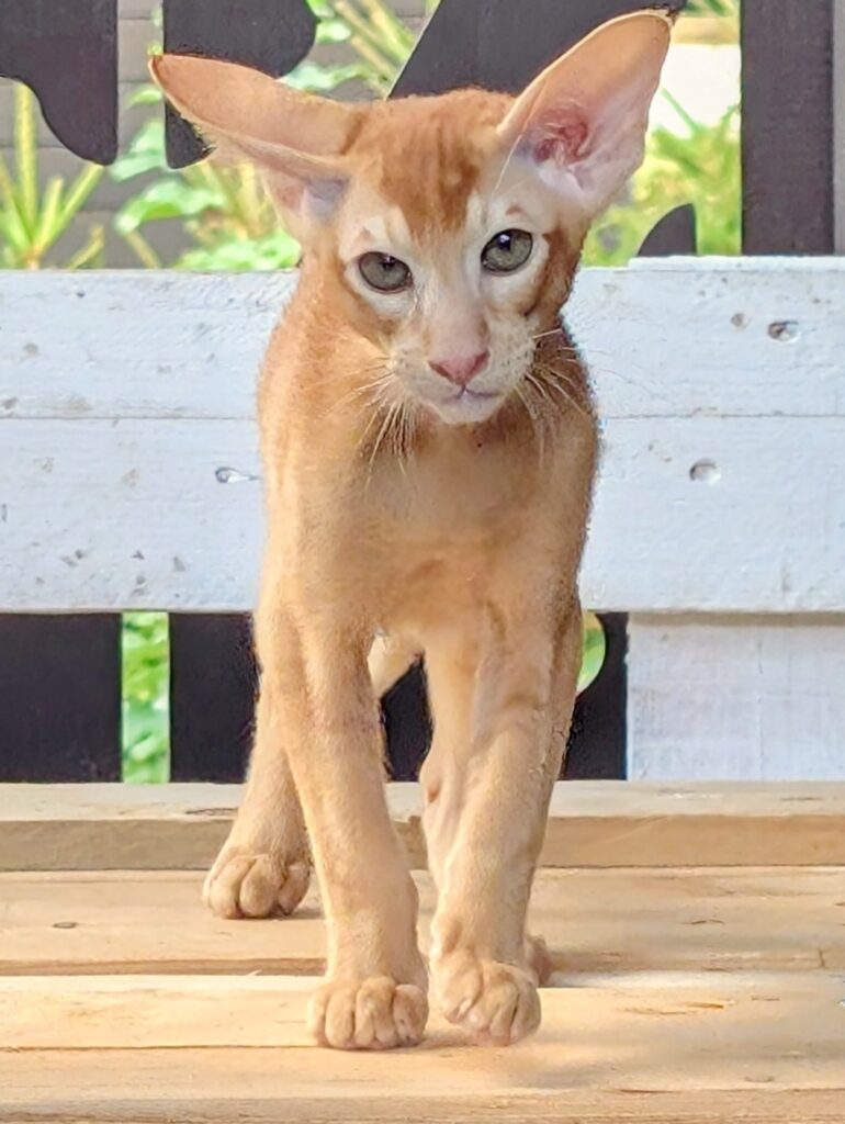 Bowie
