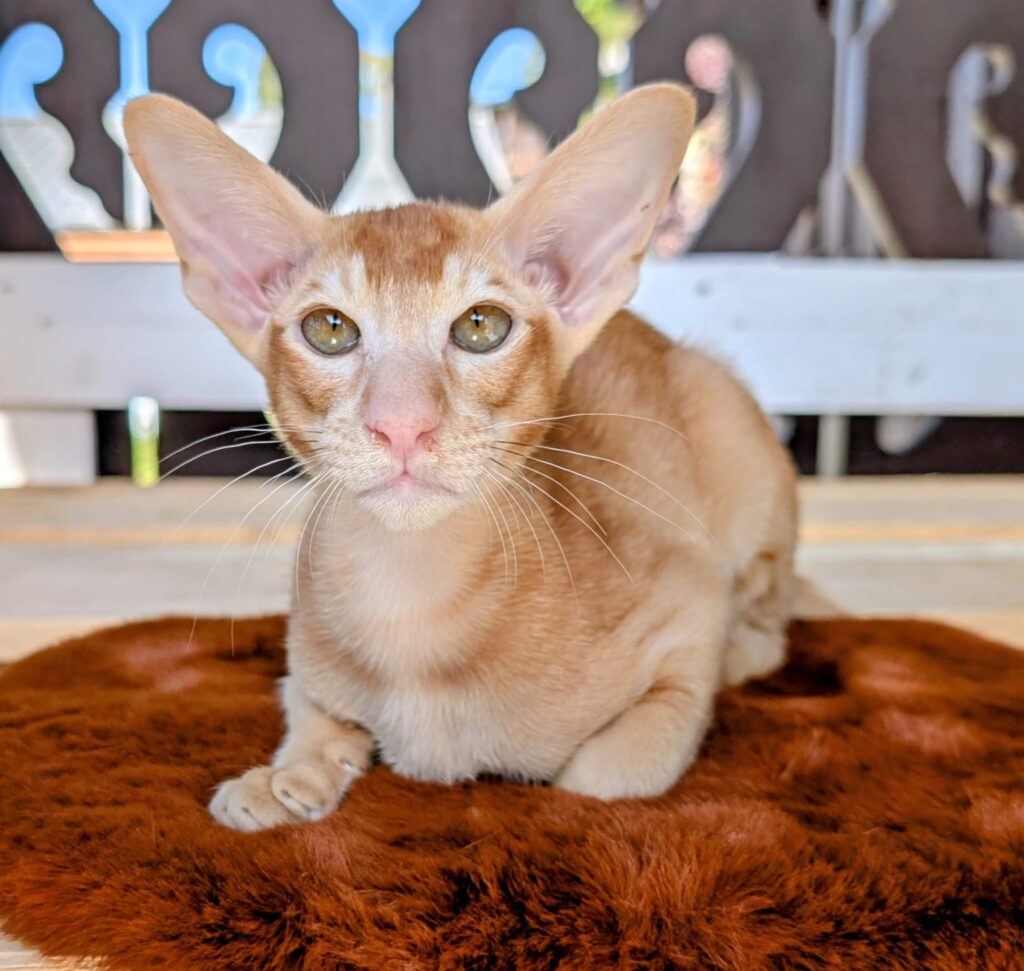 Bowie