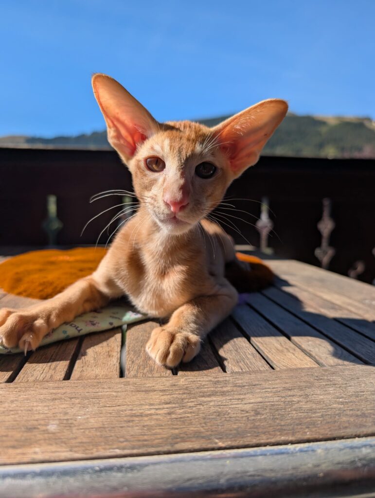 Bienvenue à Bowie, notre nouveau mâle Oriental Shorthair roux 2 WhatsApp Image 2026 09 25 at 15.23.41 - Bienvenue à Bowie, notre nouveau mâle Oriental Shorthair roux