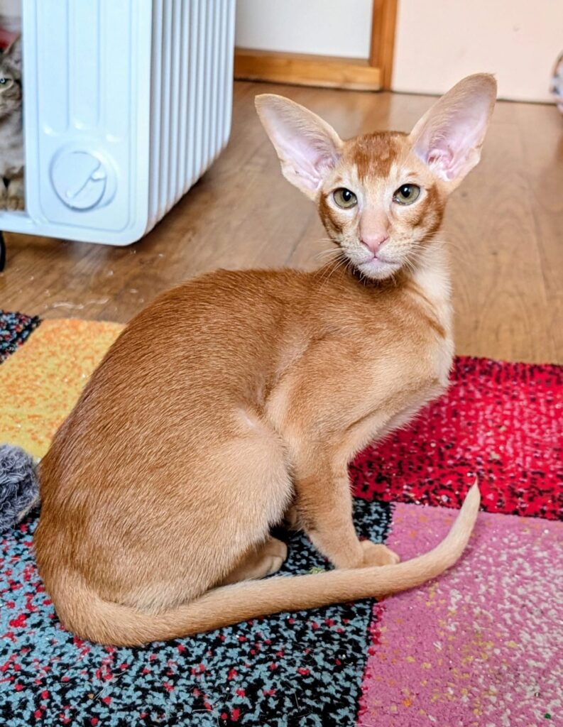 Bowie